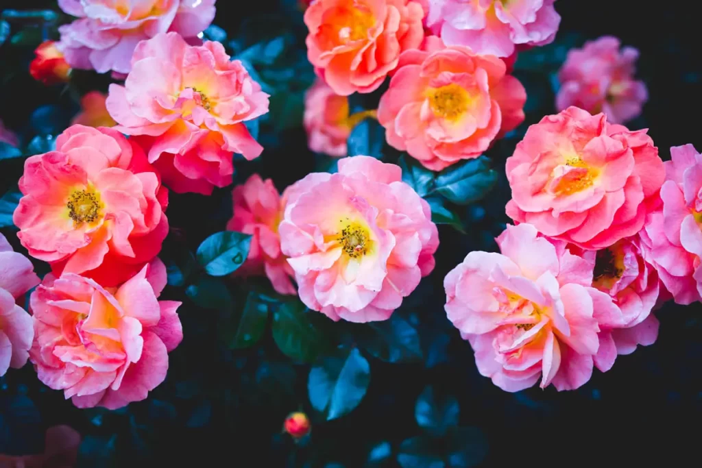 Colorful Magazine Thumb 1 1024x683