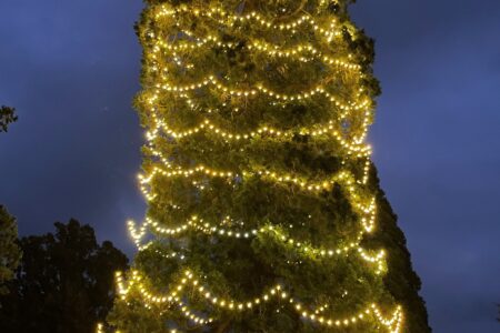 Yuletide : Organisation to light 85-feet Christmas tree in FCT